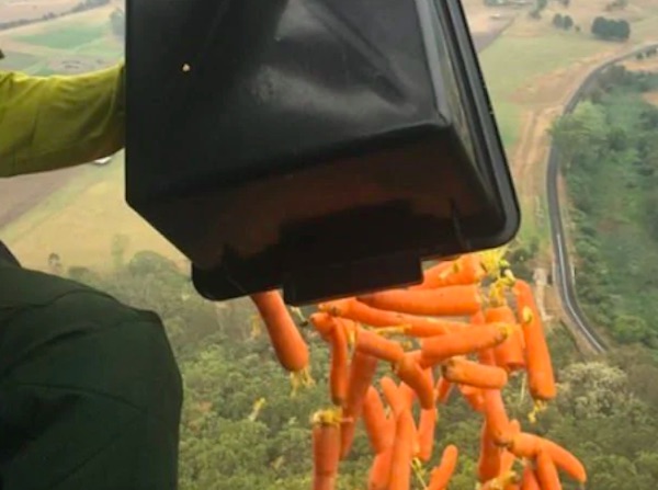 Pioggia di carote e patate per salvare i canguri australiani