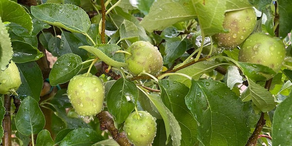 Ghiaccio sulle mele, frutti e impianti distrutti