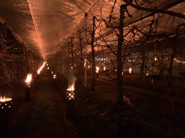 Candele per difendere le mele dal gelo