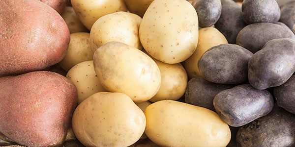 «Francia, sinonimo di qualità per le patate»