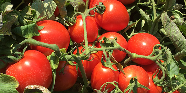 A «Tomato World» le nuove varietà di pomodoro Basf

