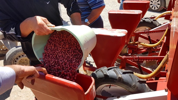 In Campania inizia la semina delle arachidi 
