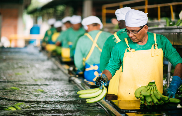 Fairtrade, produttori e superfici in crescita