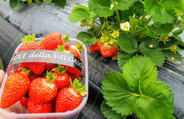 «Le fragole? Si vendono solo in confezioni chiuse»