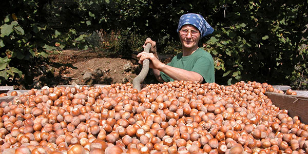 «Nocciole, sempre più uniti dal patto di filiera»