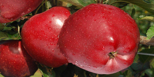 La mela rossa di Cuneo Igp a Golosaria Milano