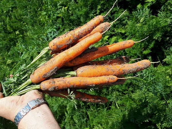 Nunhems, un field day dedicato alla carota Allyance
