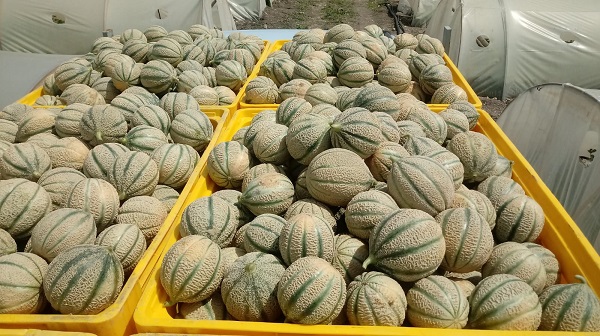 Rijk Zwaan: Sicilia areale chiave per il melone retato