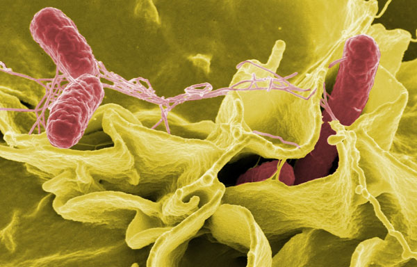 Salmonella, nove mosse per ridurre il rischio negli ortaggi