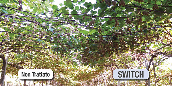 La botrite del kiwi si controlla con Switch di Syngenta