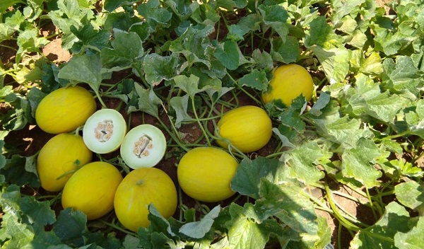 Melone giallo, in Basilicata una campagna sottotono