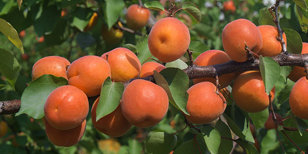Albicocche, patto per l'export dei frutti «Made in Romagna»