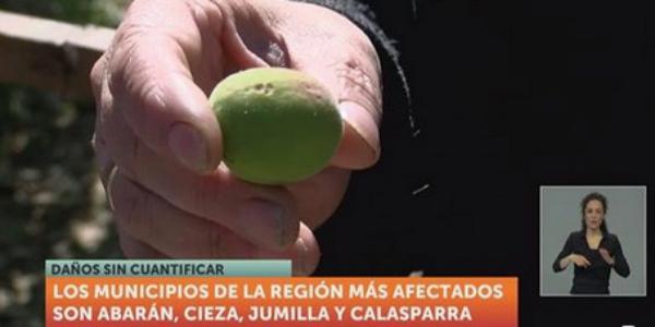 Spagna, la grandine colpisce le albicocche di Murcia
