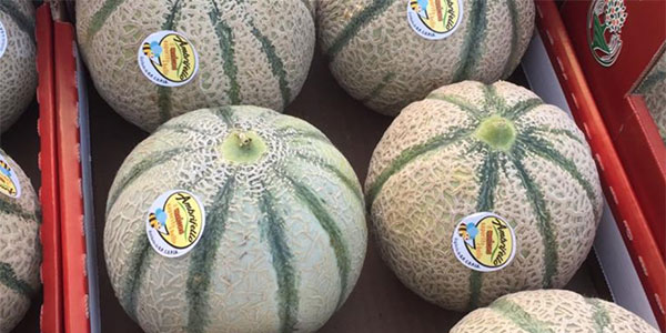 Meloni, un'altra campagna soddisfacente per Ambrifello