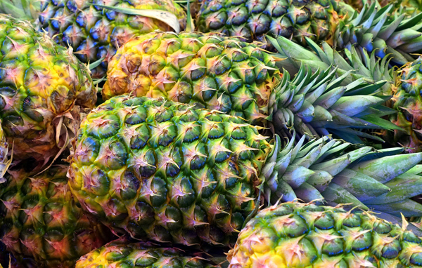 Stupefacenti negli ananas, i controlli della Costa Rica