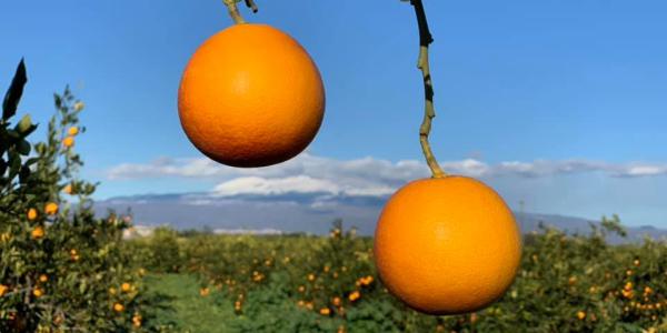 Sicilia, proposta per incrementare il consumo di arance