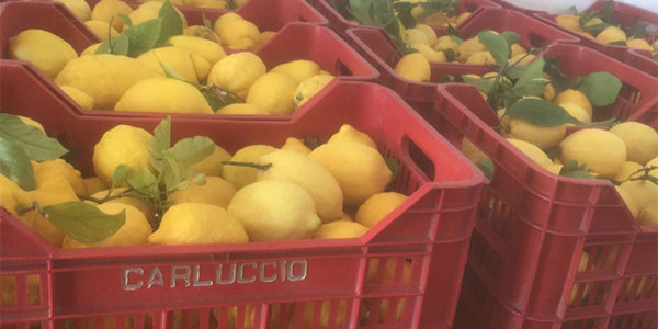 «Lo stop dell'Horeca ha fatto bene ai limoni italiani»
