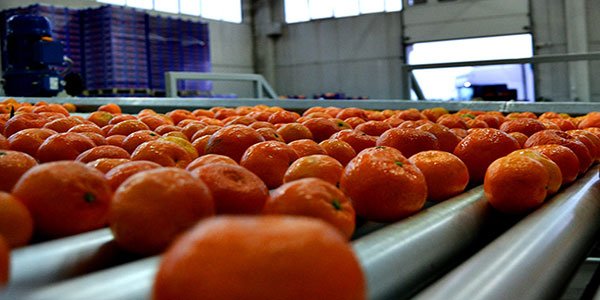 Clementine, Bacam Fruit: «Mercato fermo»