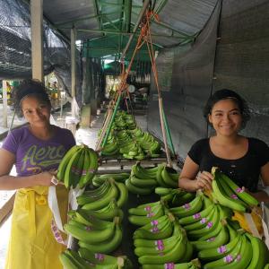 Banane Costa Rica