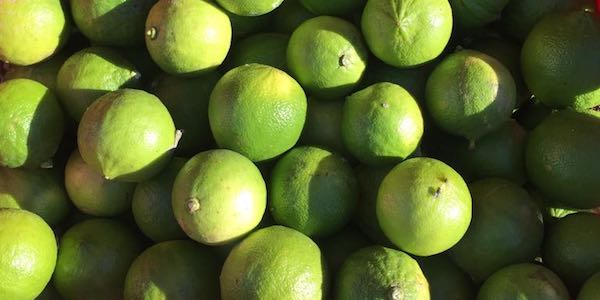 Finti ordini di bergamotto: Citrus allerta i produttori 