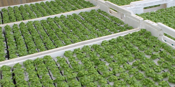 Dall'idroponica un aiuto per la Peronospora