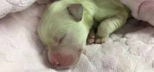 Wonderful celebra il primo cane verde al mondo