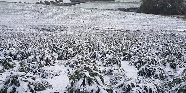 Verdure nei campi, Sos gelo di Coldiretti