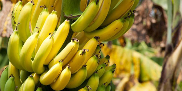 Banane, la Cavendish rischia ufficialmente l'estinzione 