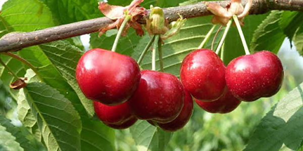 Puglia, si avvicina la raccolta delle prime ciliegie