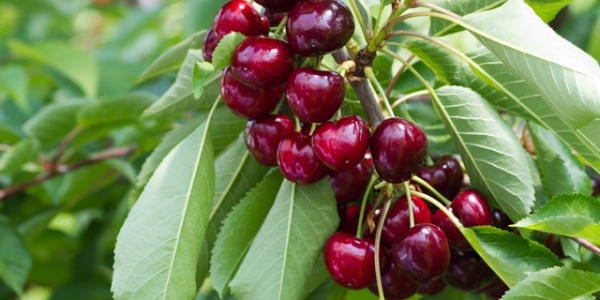 La ciliegia più buona d'Italia? La Sweet Lorenz