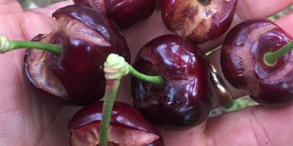 La Drosophila rovina la festa alle ciliegie veronesi