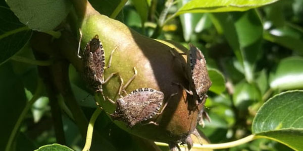 Cimice asiatica, risarcimenti insufficienti