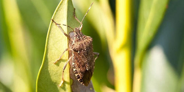Cimice Asiatica, in Piemonte continua la lotta all'insetto