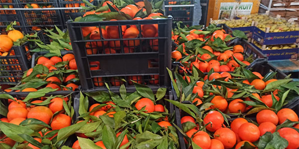Gli agrumi e il «mistero prezzi»