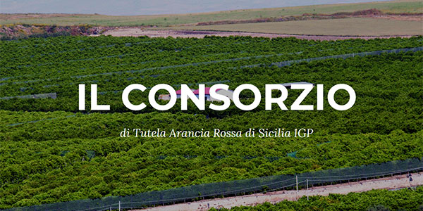 Arance rosse di Sicilia Igp, nuovo sito web e nuova sede al Maas
