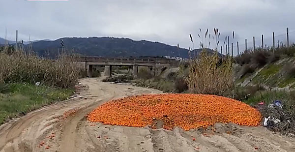 Le clementine invendute finiscono nel torrente