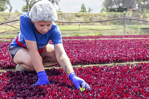 Cultiva protagonista di «Think Fresh» come Main partner