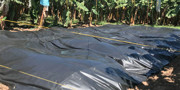Allerta «Tr4» in Colombia, eradicati 150 ettari di bananeti