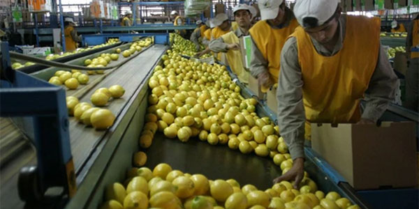 Argentina, un mese di ritardo per la campagna dei limoni