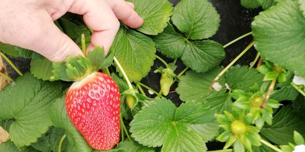 Inchiesta sulle fragole spagnole, il commento di Ciardiello