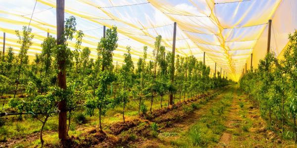 Frutticoltura di qualità, incontro in Romagna