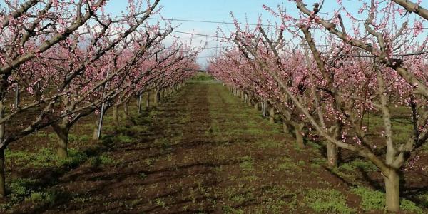 Piemonte, risorse per proteggere i frutteti