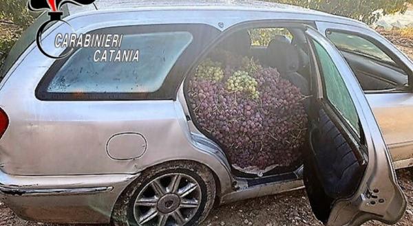 Rubano una tonnellata d'uva e la stipano in auto