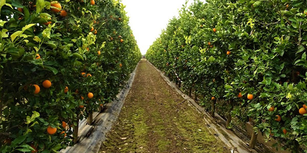 Agrumi, Sos frammentazione