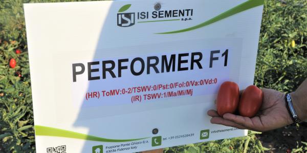 Isi Sementi Performer Pomodoro