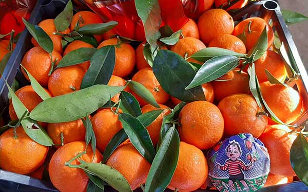«Mandarini tardivi, quest’anno vendite dimezzate»