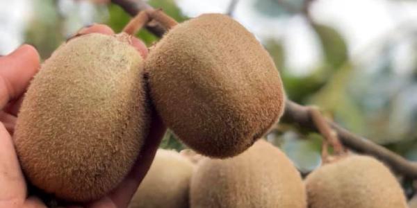 Gelo, in Lazio persa metà produzione di kiwi giallo