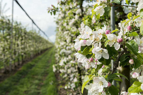 Laimburg, fioritura dei meli in anticipo di 7-9 giorni