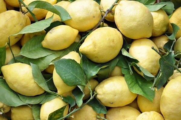 Un’annata redditizia per il limone costa d’Amalfi Igp