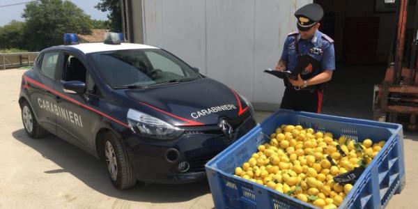 Furto di limoni Igp, tre arresti in Calabria